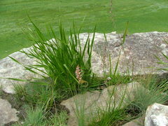 Trachyandra asperata