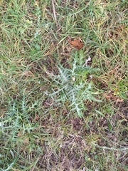 Galactites tomentosus