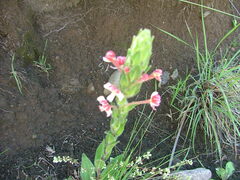 Zaluzianskya microsiphon