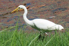 Ardea intermedia plumifera