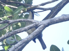 Cinclocerthia gutturalis macrorhyncha