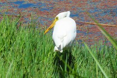 Ardea intermedia plumifera