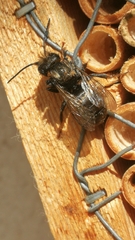 Osmia caerulescens