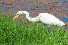 Ardea intermedia plumifera