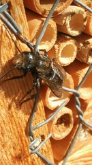 Osmia caerulescens