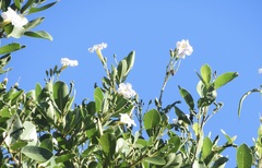 Tabebuia heterophylla
