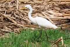 Ardea intermedia plumifera