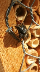Osmia caerulescens