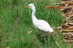 Ardea intermedia plumifera