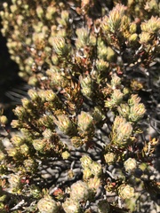 Melaleuca squamea