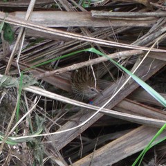 Poodytes punctatus vealeae