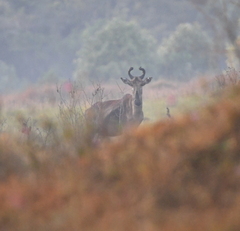 Alcelaphus buselaphus lichtensteinii