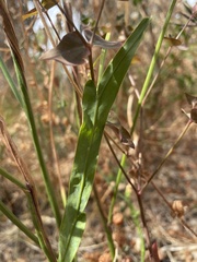 Acacia willdenowiana