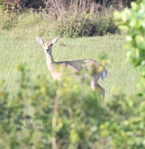 Southern Reedbuck
