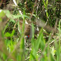 Poodytes punctatus vealeae