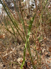 Acacia willdenowiana
