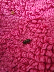 Coleoptera
