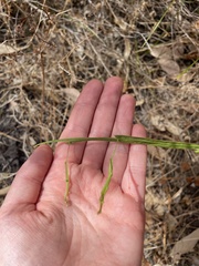 Acacia willdenowiana
