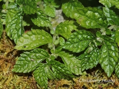 Elatostema parvum