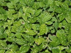 Elatostema parvum