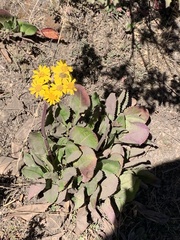 Packera toluccana
