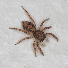 Menemerus transvaalicus