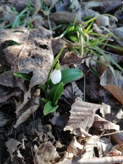 Galanthus woronowii