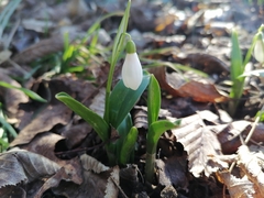 Galanthus woronowii