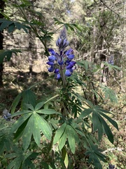 Lupinus montanus
