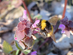Bombus haematurus
