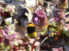 Bombus haematurus
