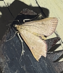 Endotricha pyrosalis