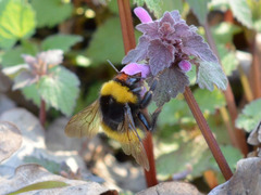 Bombus haematurus