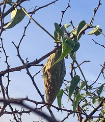 Pentarrhinum insipidum