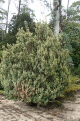 Leptospermum lanigerum