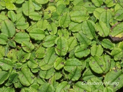 Trigonotis formosana elevatovenosa