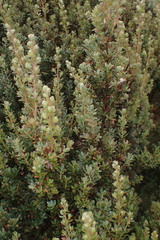 Leptospermum lanigerum