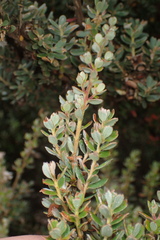 Leptospermum lanigerum