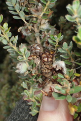 Leptospermum lanigerum