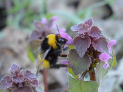 Bombus haematurus