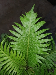 Blechnum gibbum