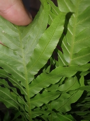 Blechnum gibbum
