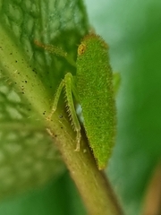 Iassinae
