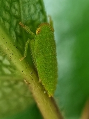 Iassinae