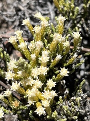 Dolichothrix ericoides