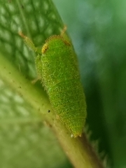 Iassinae