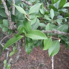 Acokanthera oppositifolia