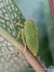 Iassinae