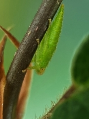 Iassinae