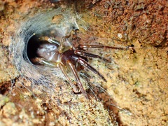 Segestriidae